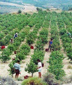 wine tasting Wine tour in Greece
