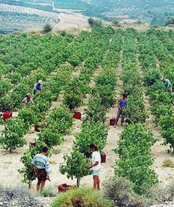 Wine tour in Greece