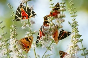 Rhodes, Butterfly Valley