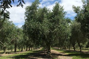 Olive Field