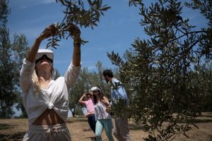 Sensational Wine And Olive Oil Tasting 8 Hour Tour