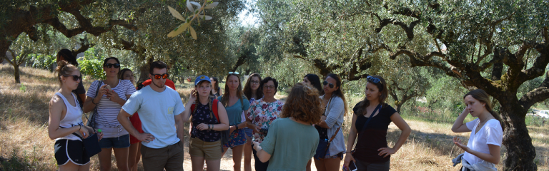 The Olive Oil Tasting Experience 7-Hour Tour