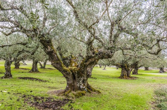 olive tree in Greece
