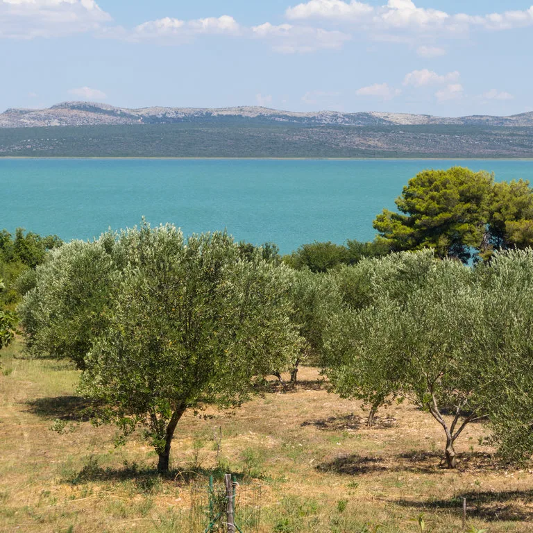 olive trees in greece