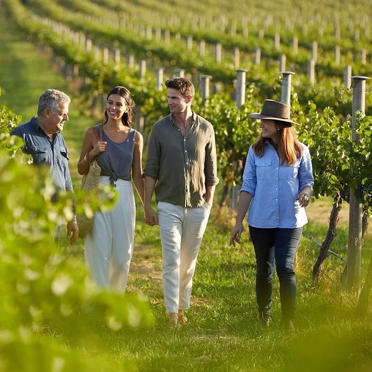 Vineyard